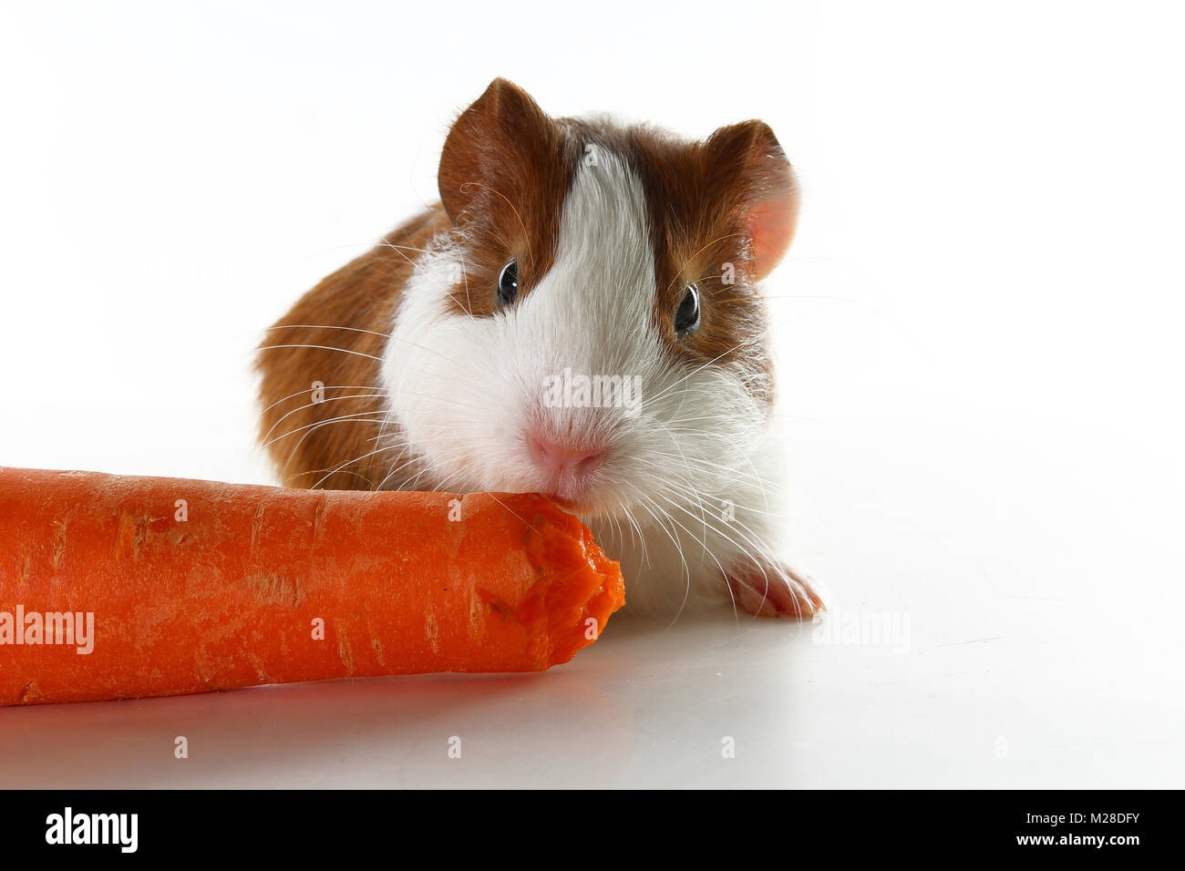 Guinea pig on studio white background. Isolated white pet photo. Sheltie peruvian pigs with symmetric pattern. Domestic guinea pig Cavia porcellus or cavy Stock Photo