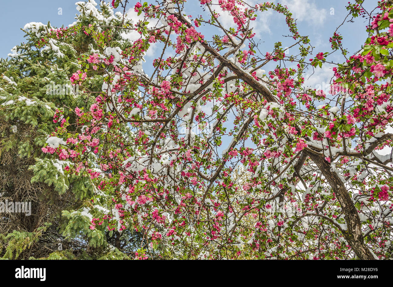Spring snow on a crabapple tree with pink buds and blossoms and green leaves against a blue sky with scattered clouds Stock Photo