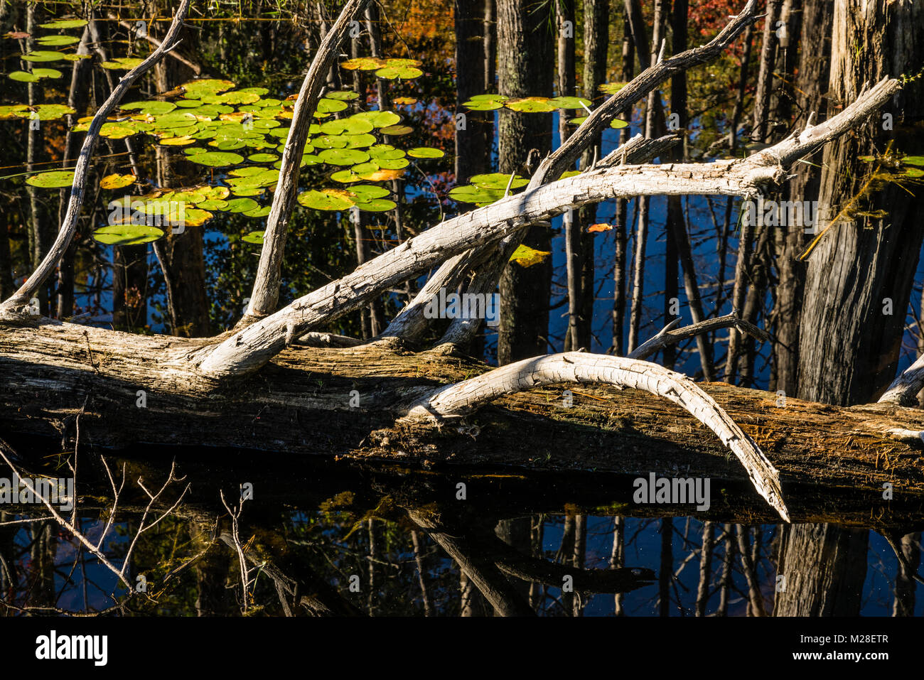 Quabbin Reservoir   New Salem, Massachusetts, USA Stock Photo