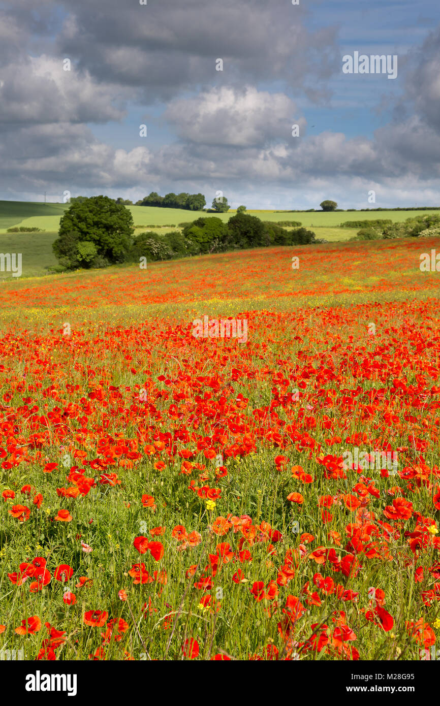 Sturminster Newton Dorset England July 4, 2017 Summer scene of the mill