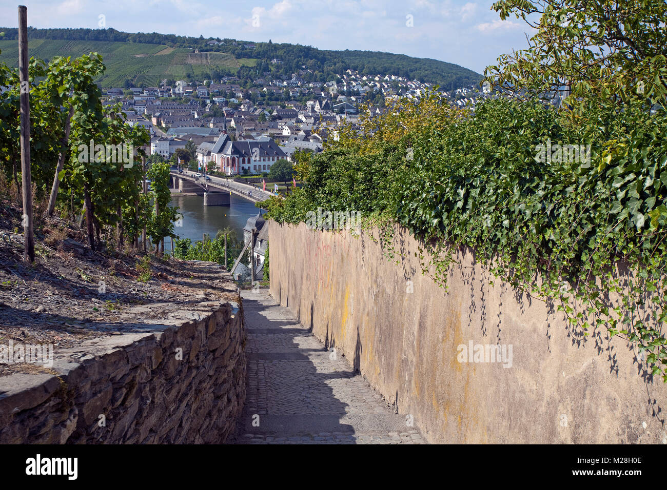 View from a trail between vine stocks on Bernkastel-Kues and Moselle river, Rhineland-Palatinate, Germany, Europe Stock Photo