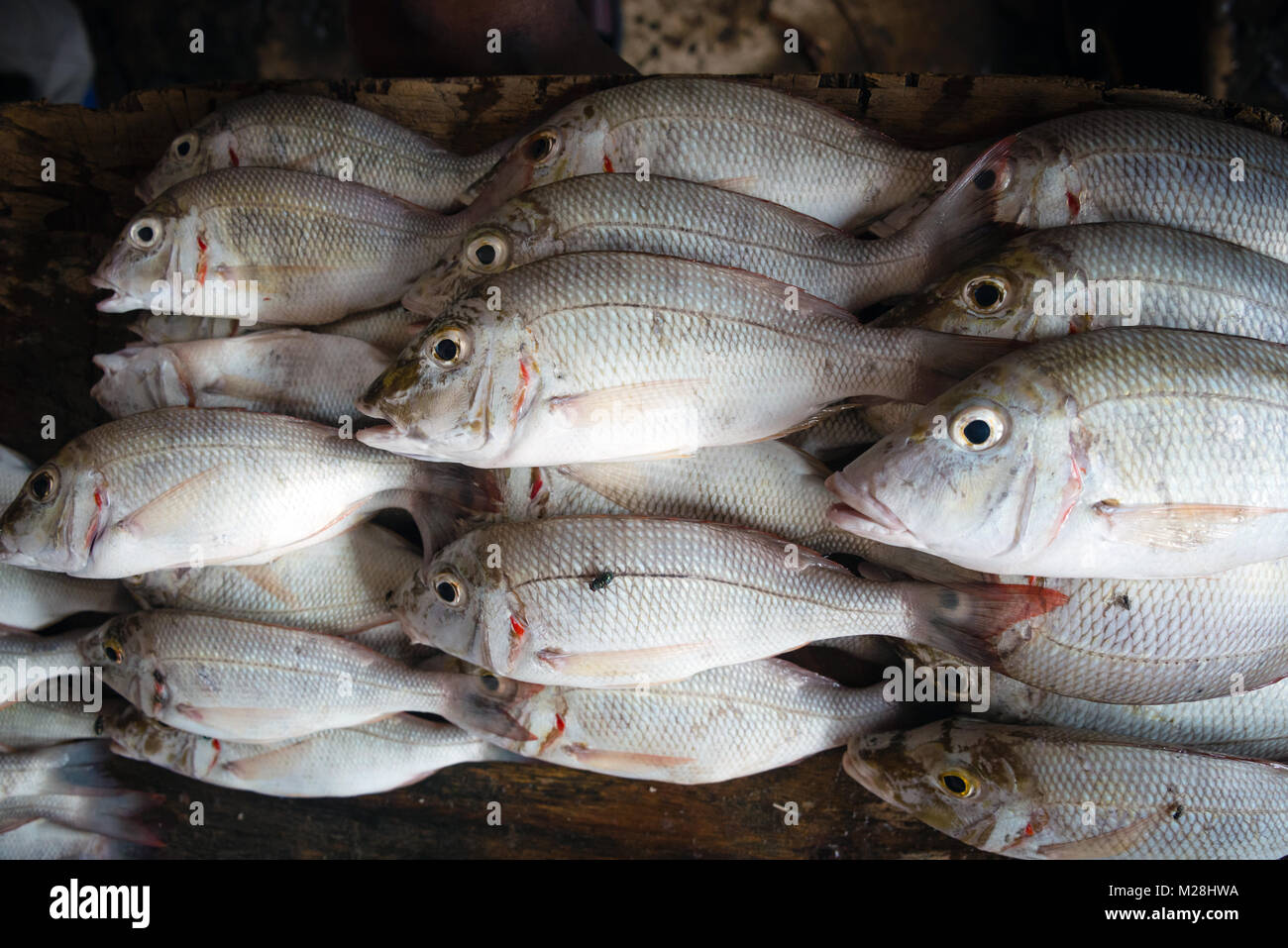 White snapper at fish market Stock Photo - Alamy