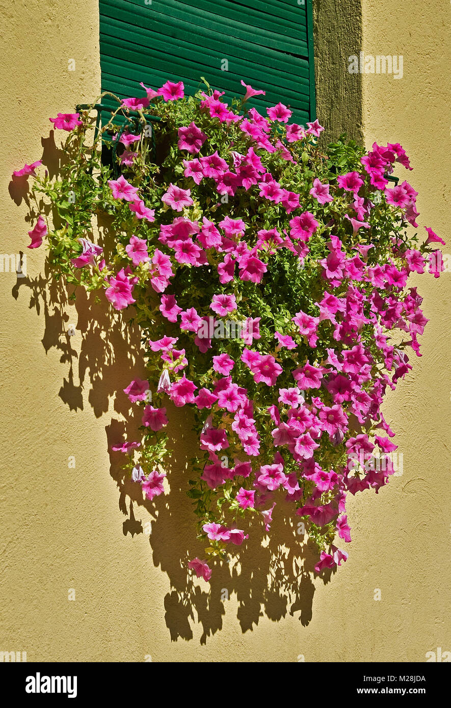 Basket of petunias in bloom, petunia × hybrida,  solanaceae Stock Photo