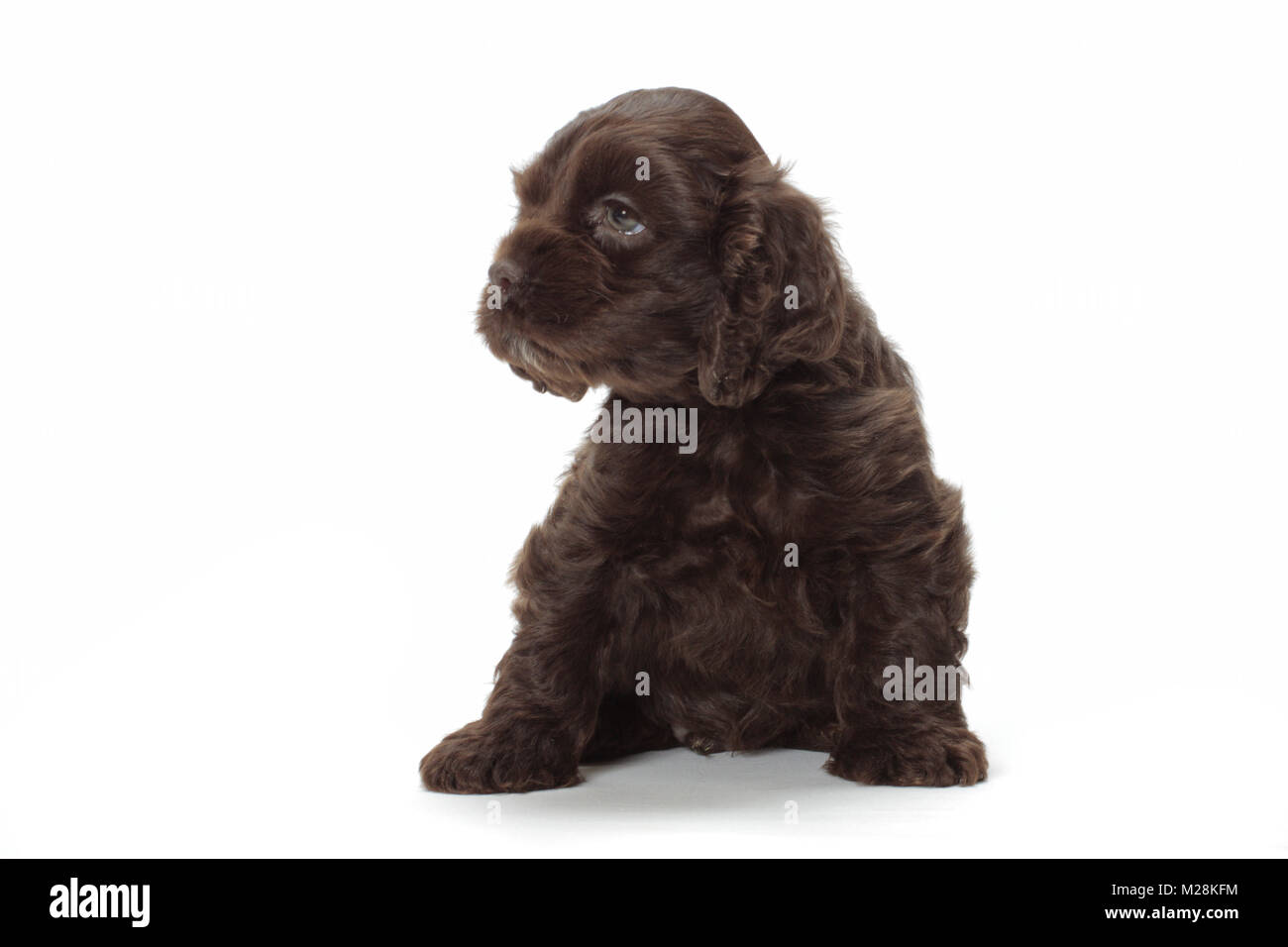 chocolate american cocker spaniel