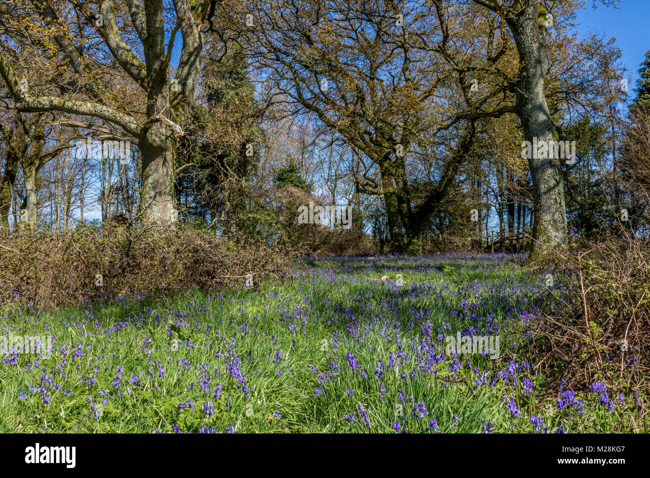 Cranborne Chase Dorset England April 20, 2016 A beautiful, bluebell wood, close to Cranborne