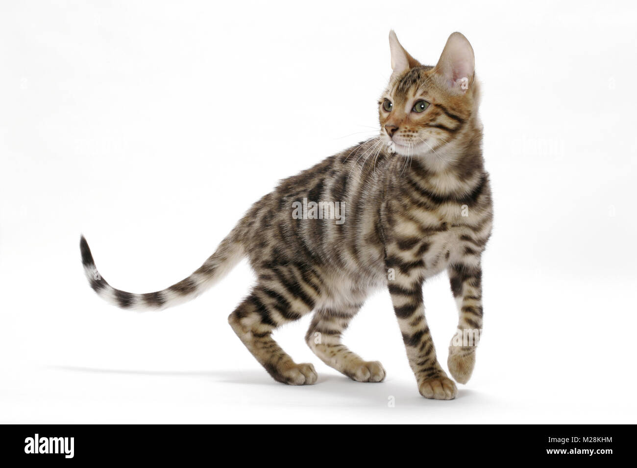 young Bengal cat, walking Stock Photo Alamy