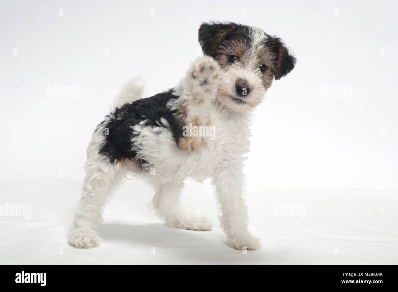 Wirehaired Fox Terrier Puppy On White Background Stock Photo
