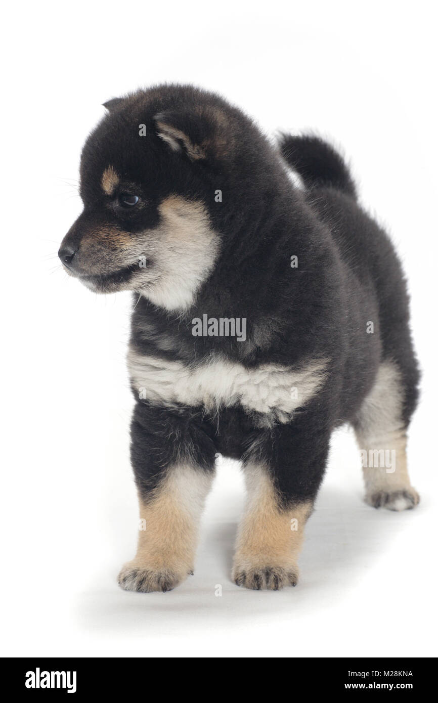 black and tan shiba inu puppy for sale