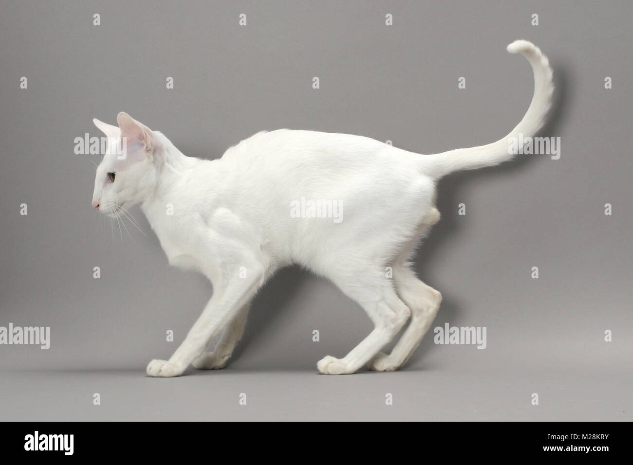 White Odd Eye Oriental Shorthair Cat Side View On Grey Background