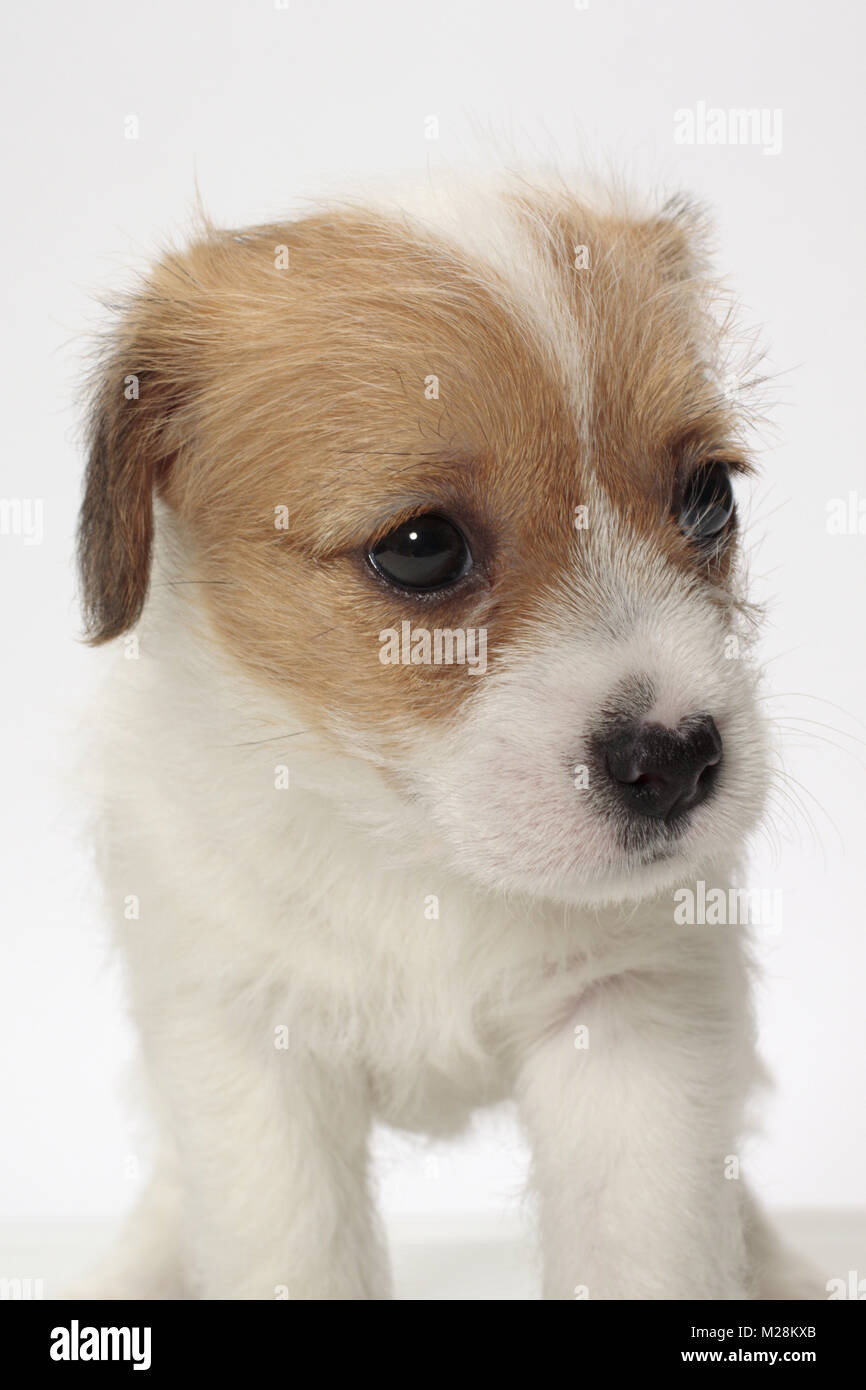 rough coated Jack Russell puppy portrait Stock Photo Alamy