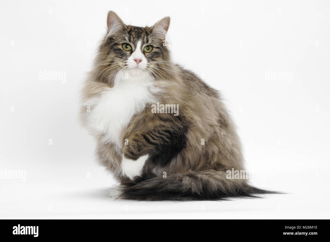 Brown Mackerel Tabby & White Norwegian Forest Cat on white background