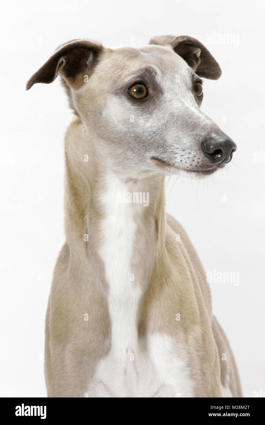 Fawn & White Trim Australian Champion Whippet, looking away Stock Photo