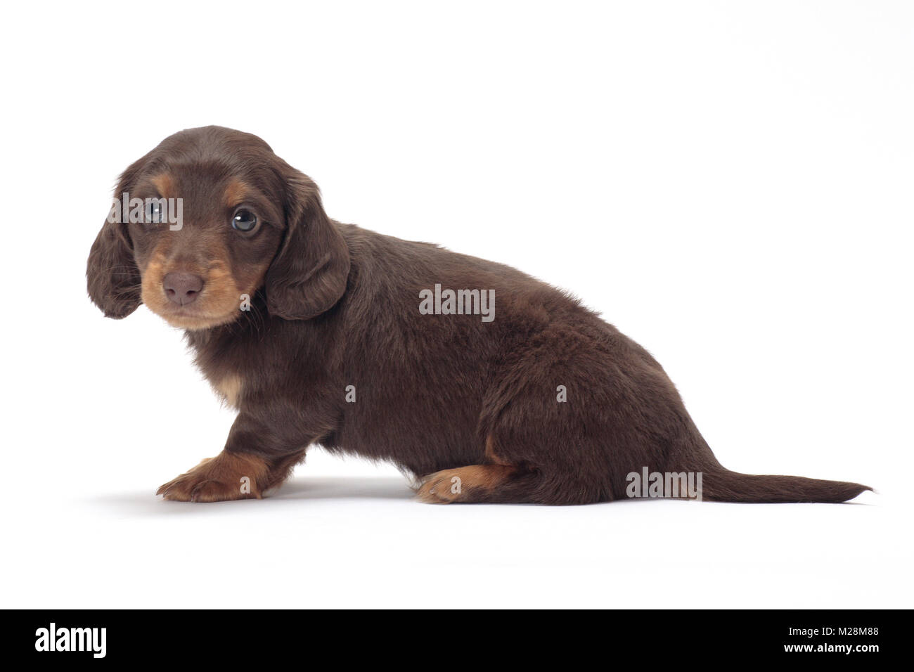 Miniature Dachshund Puppies Stock Photos Miniature Dachshund