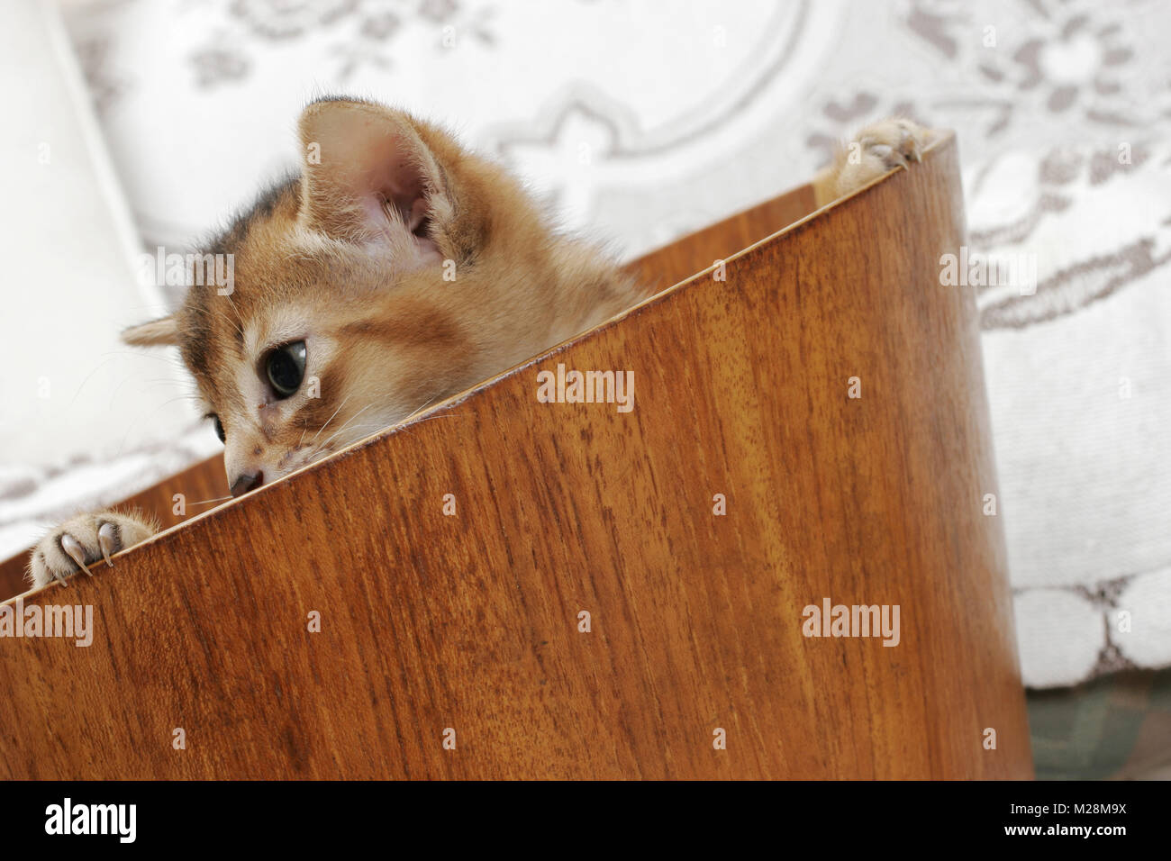 ruddy Abyssinian kitten in a bucket Stock Photo - Alamy