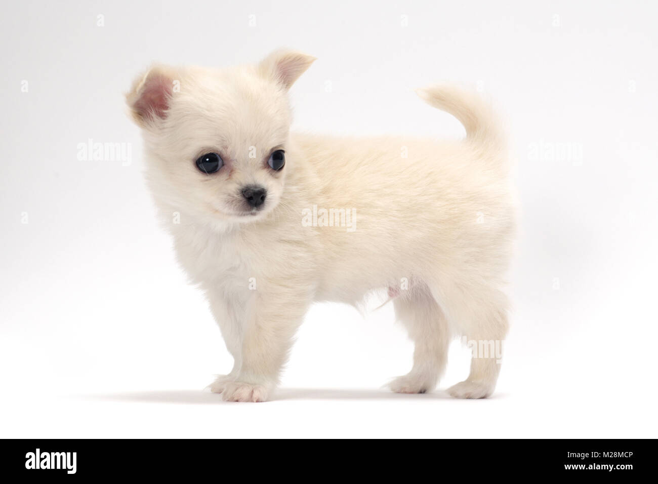 smooth coated Chihuahua puppy, side view Stock Photo Alamy
