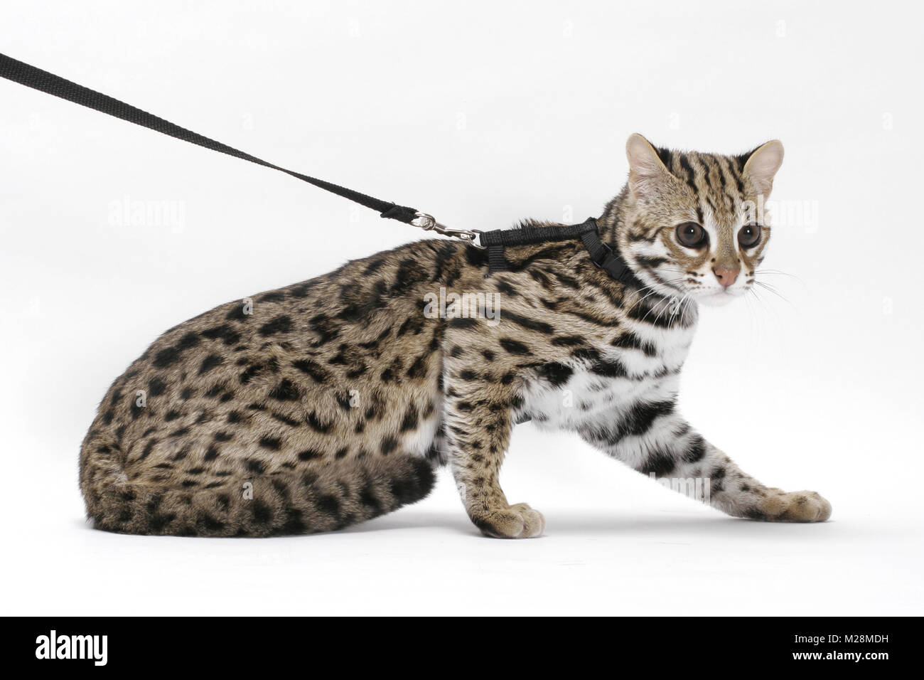 asian spotted leopard