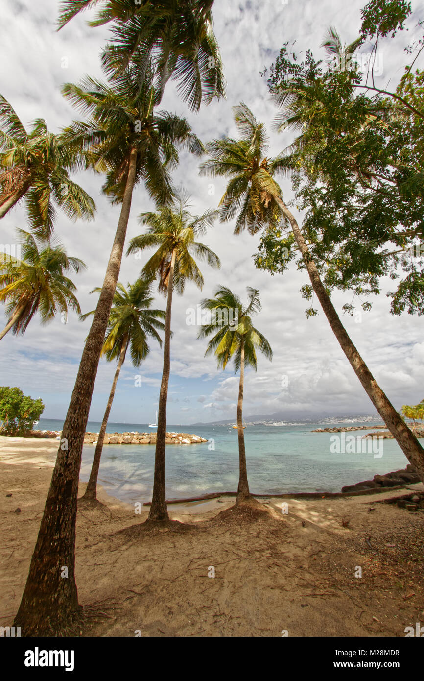 Coconut trees on Pointe du Bout beach - Les Trois Ilets - Martinique - FWI Stock Photo