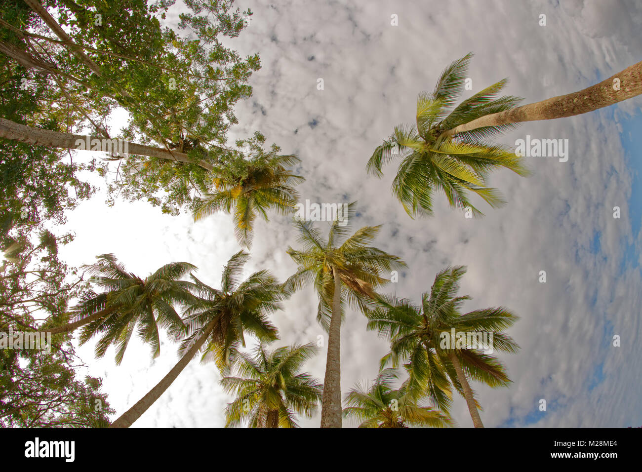 Coconut trees going to the sky - Martinique - FWI Stock Photo