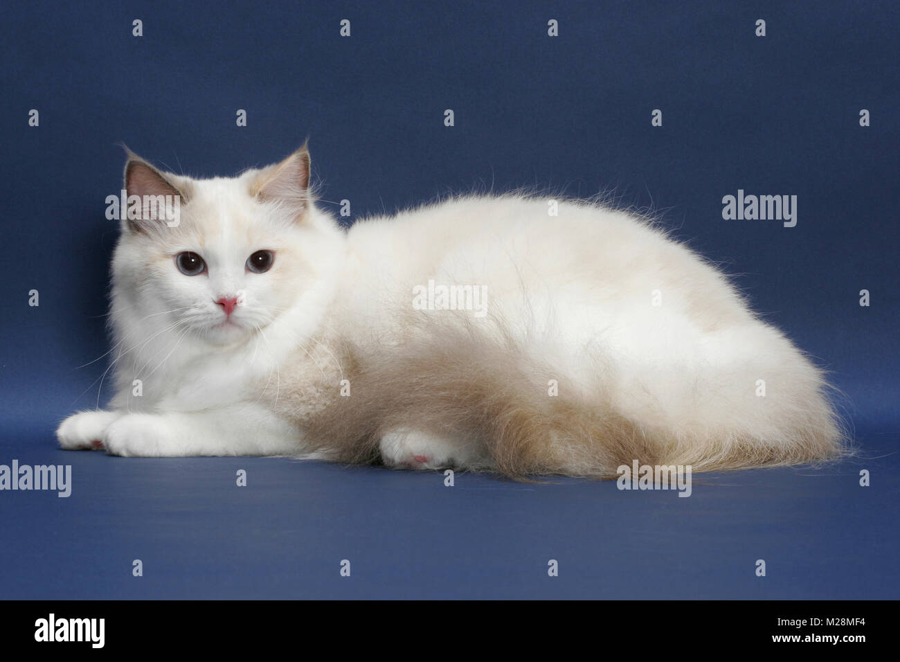 Tortie hotsell bicolor ragdoll