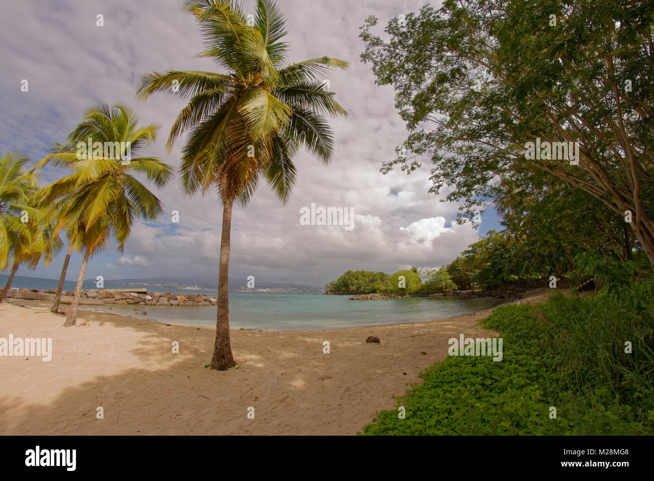 Coconut trees on Pointe du Bout beach - Les Trois Ilets - Martinique - FWI Stock Photo