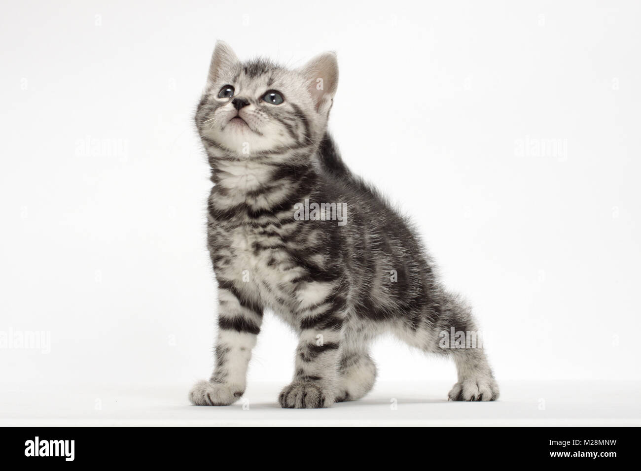 Silver Classic Tabby American Shorthair kitten Stock Photo Alamy