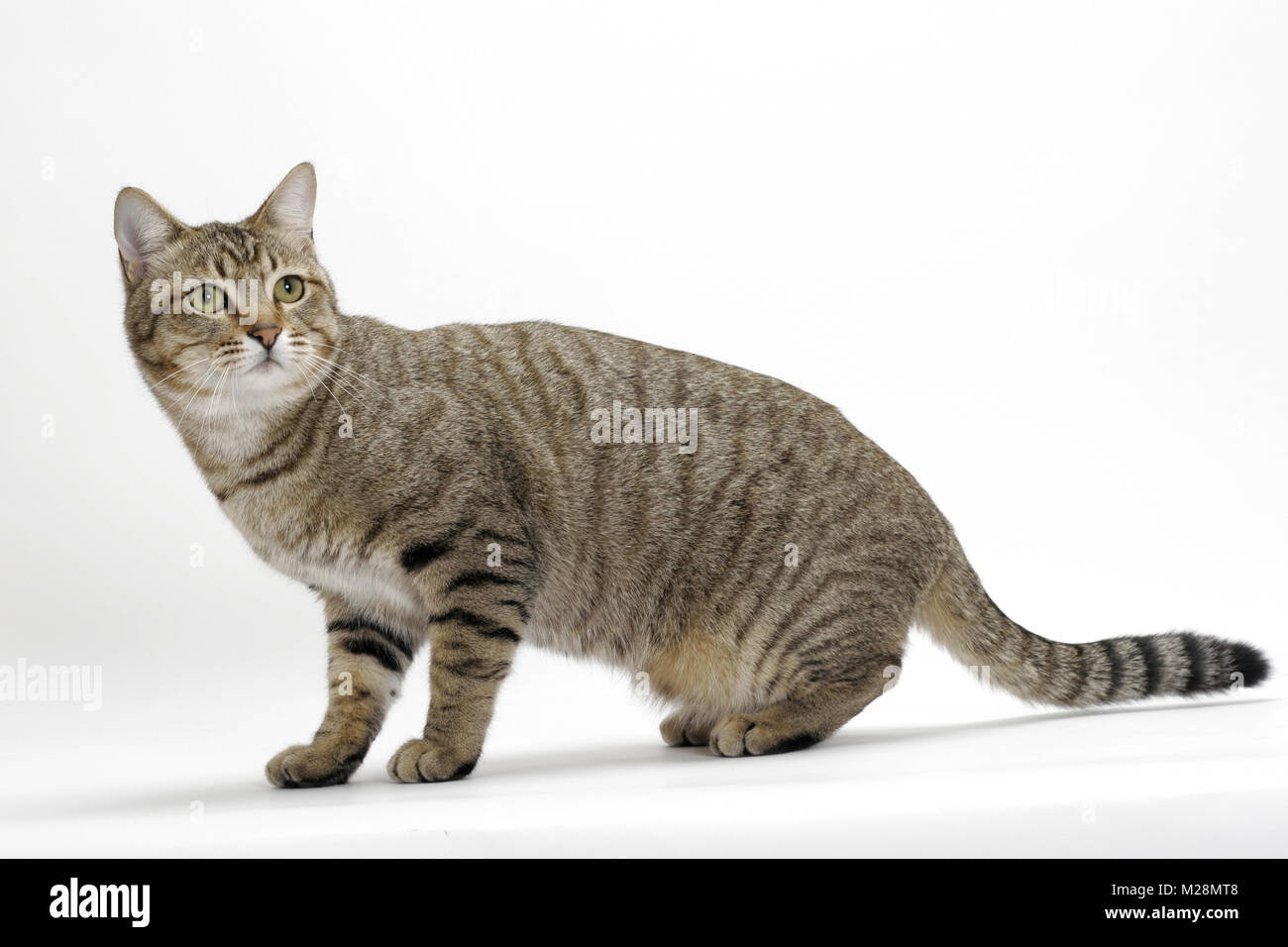 Brown Mackerel Tabby Cat, standing Stock Photo - Alamy