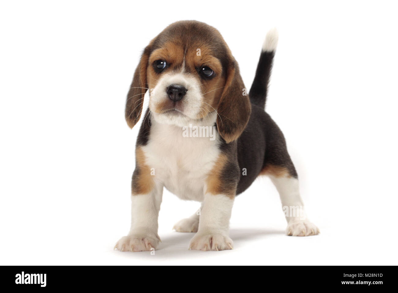 cute Beagle puppy on white background Stock Photo - Alamy