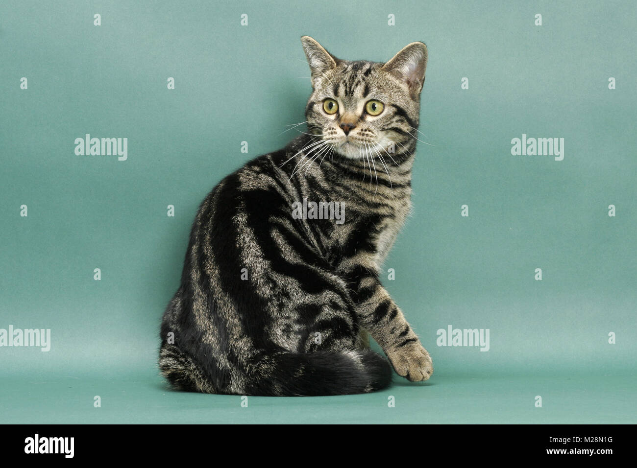 Brown Classic Tabby American Shorthair Green Background Back