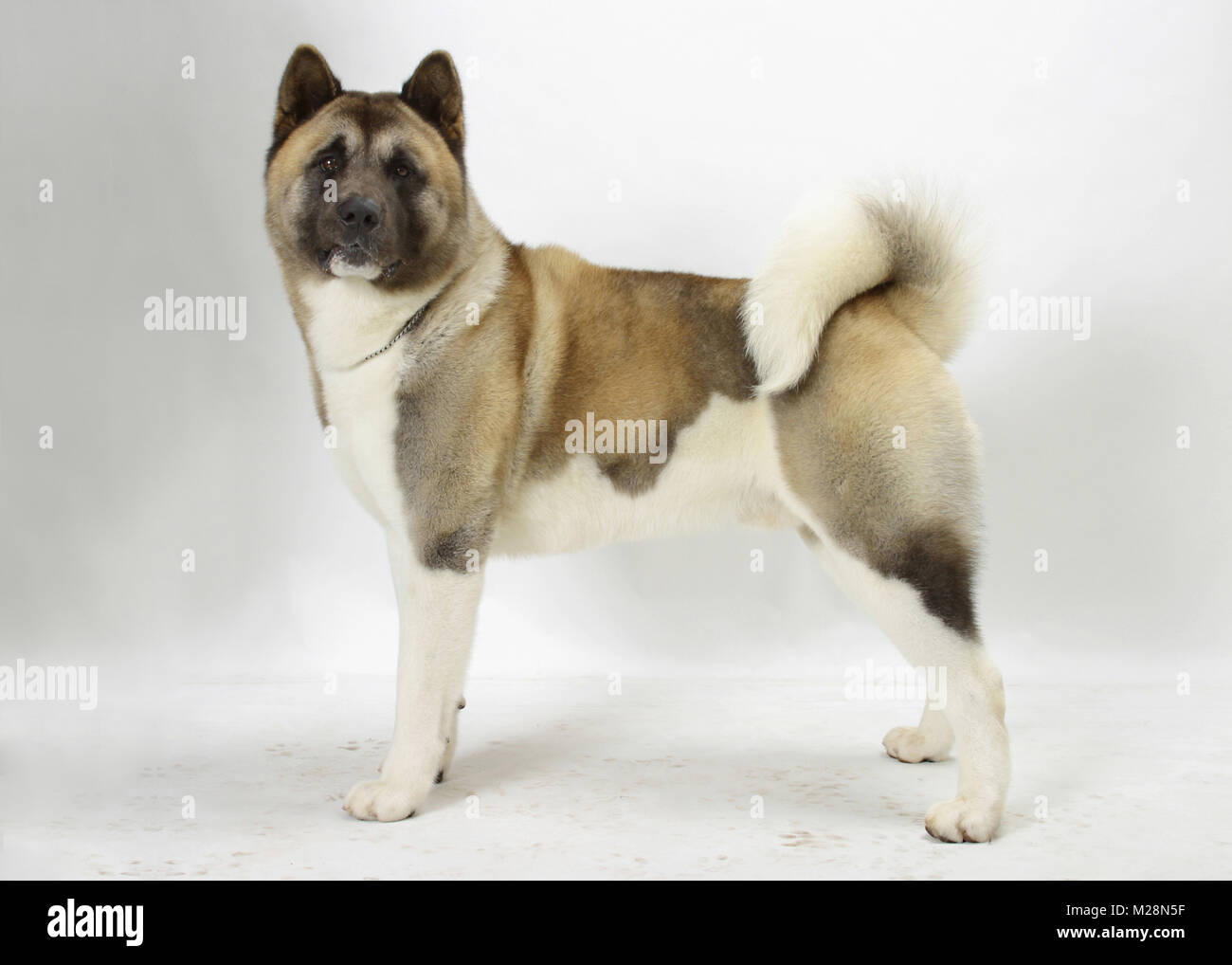 Champion akita sales