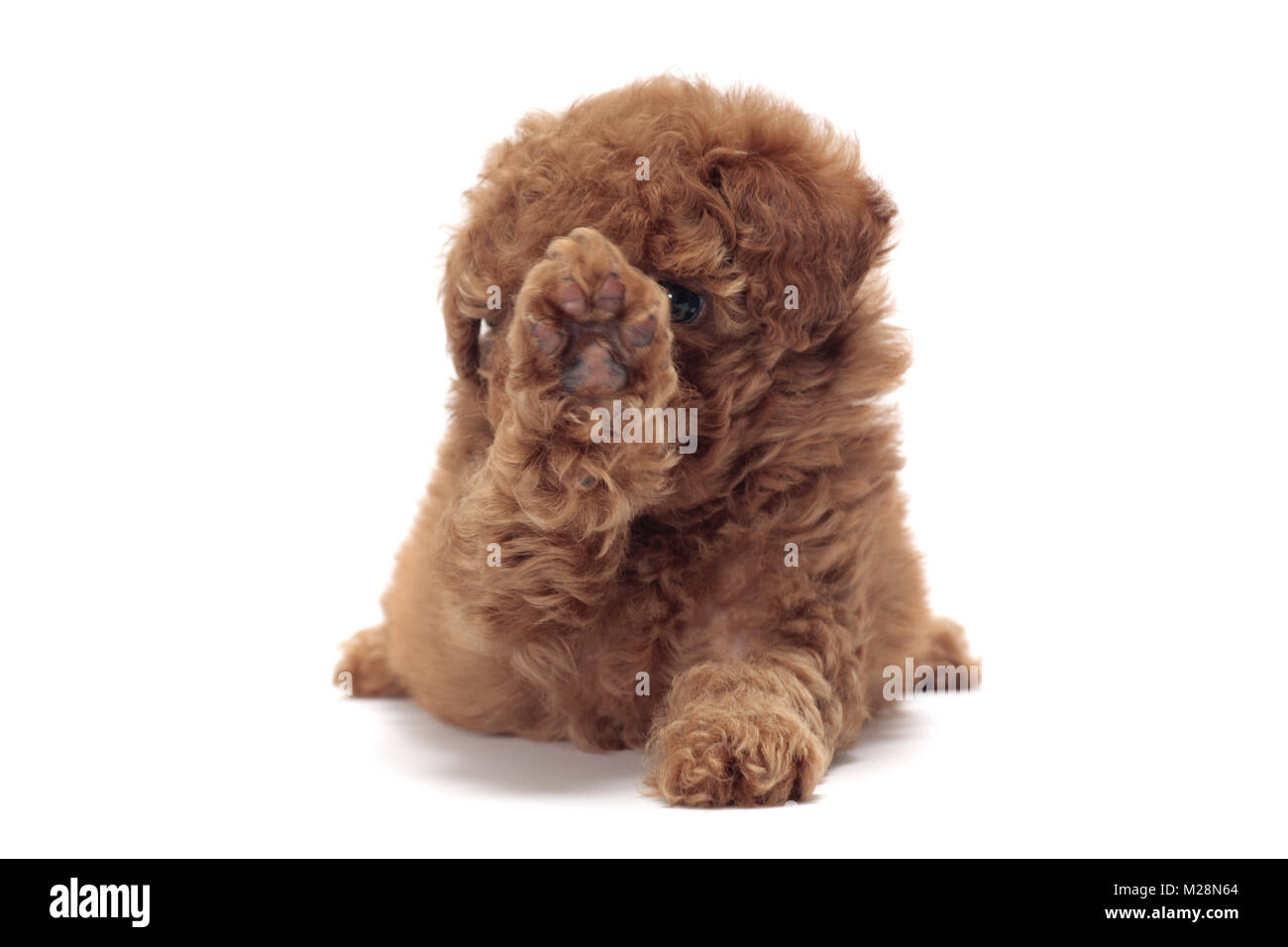 Apricot toy poodle Cut Out Stock Images & Pictures Alamy