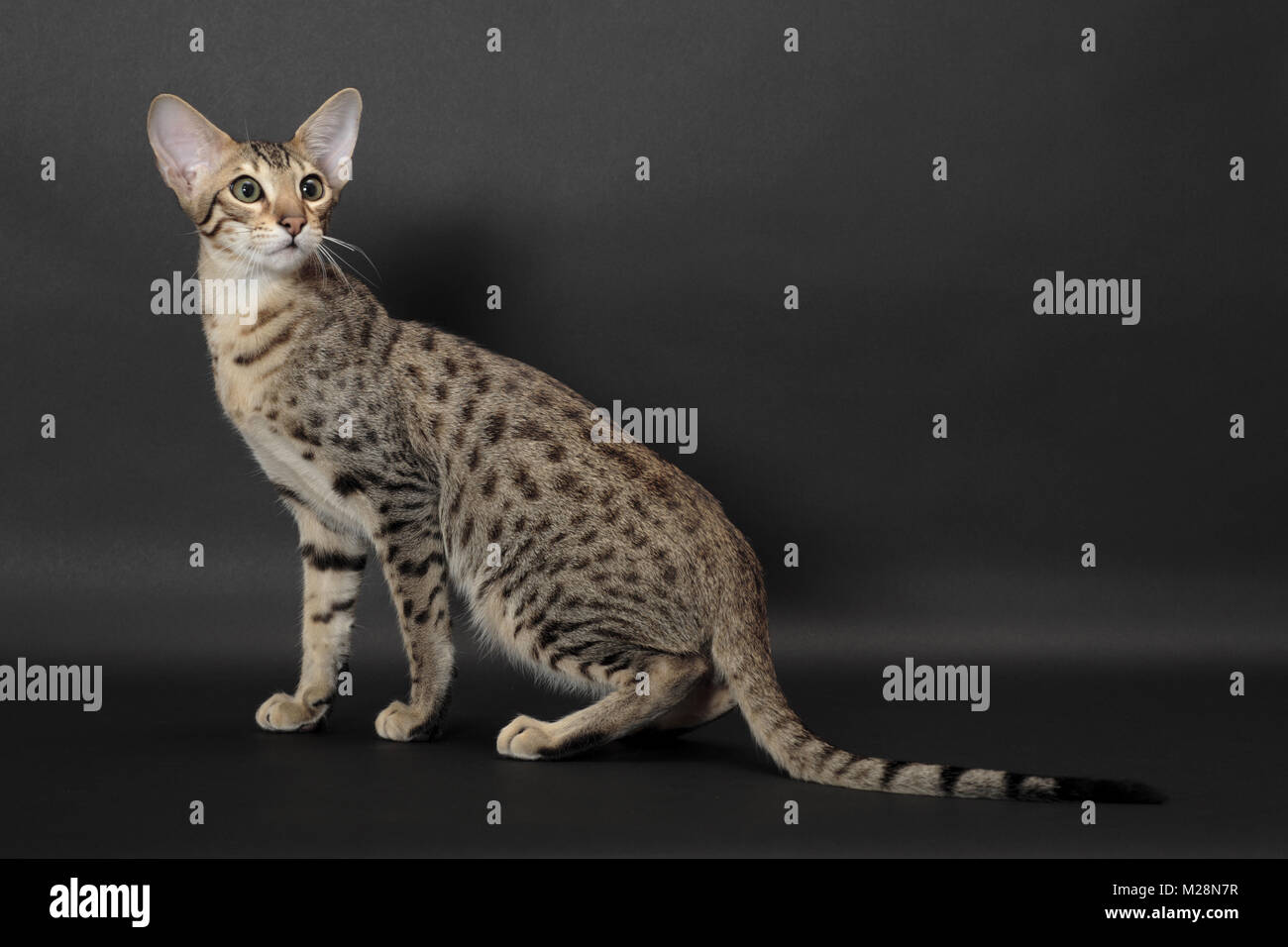 Serengeti cat, brown spotted tabby colour Stock Photo Alamy