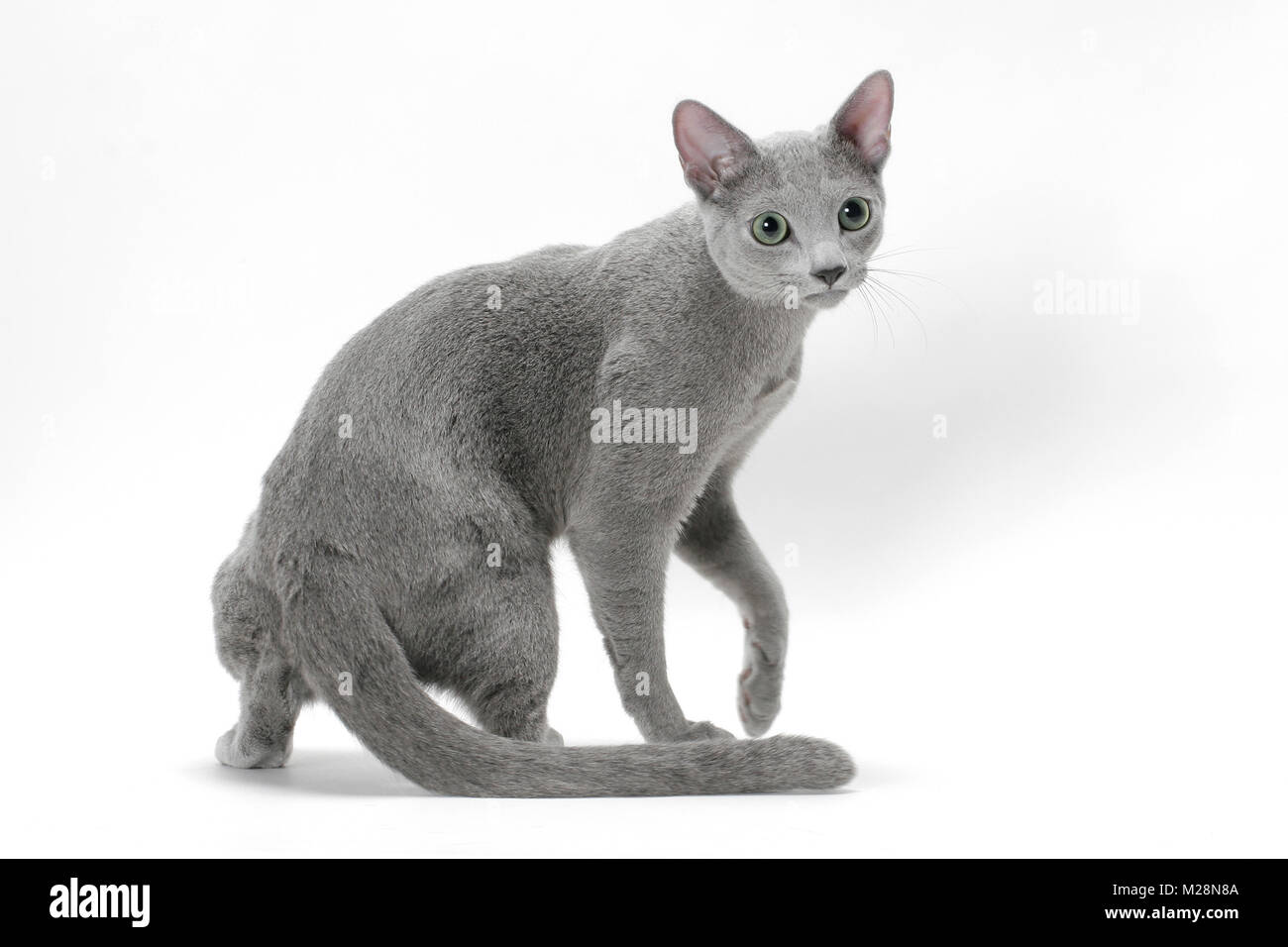 Russian Blue cat turning Stock Photo Alamy