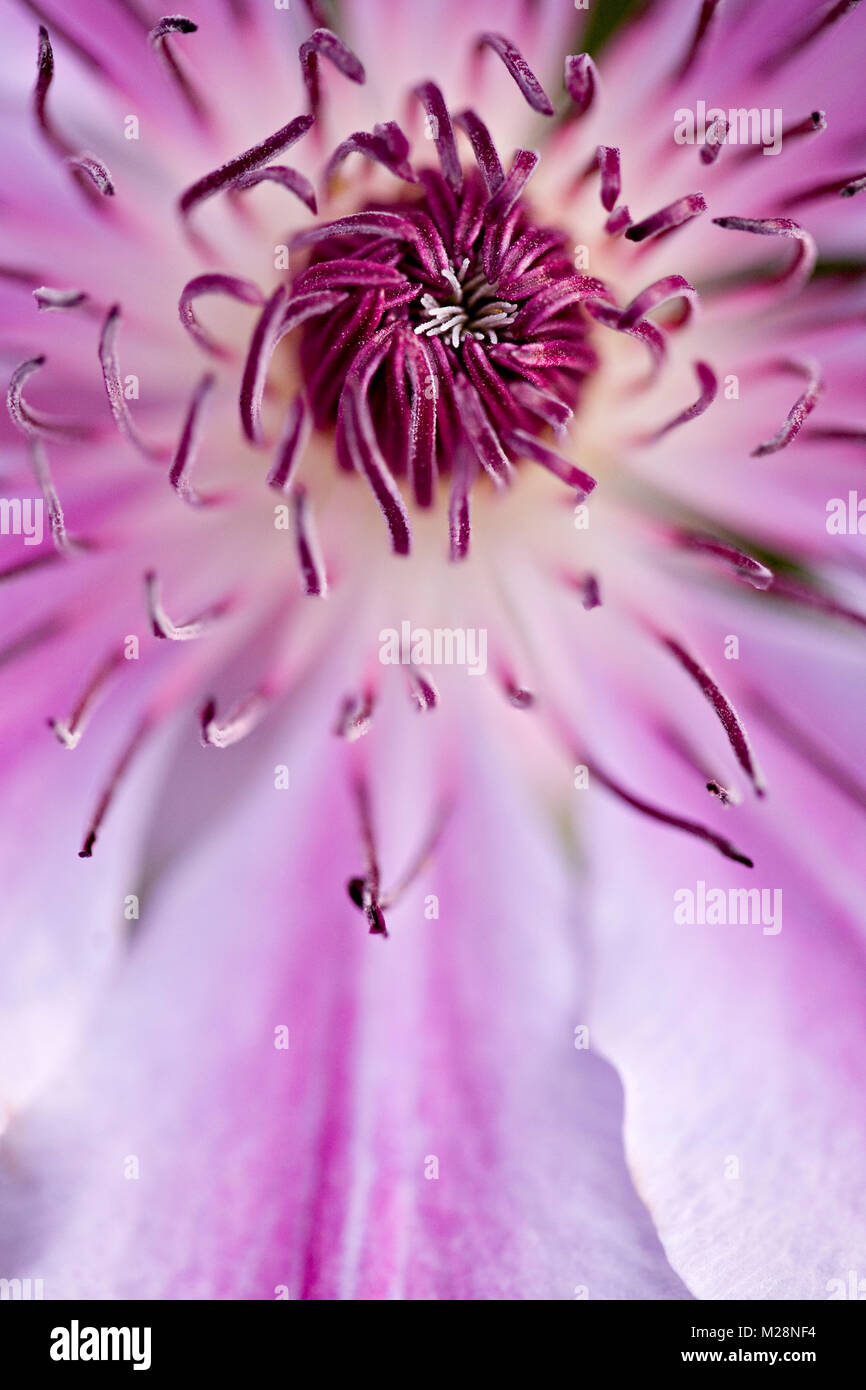 Close up macro of the centre of a clematis flower Stock Photo