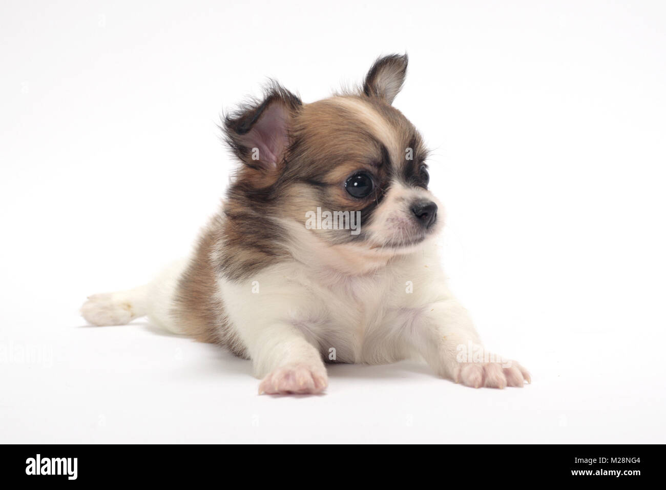 Cute Longhaired Chihuahua Puppy On White Background Stock