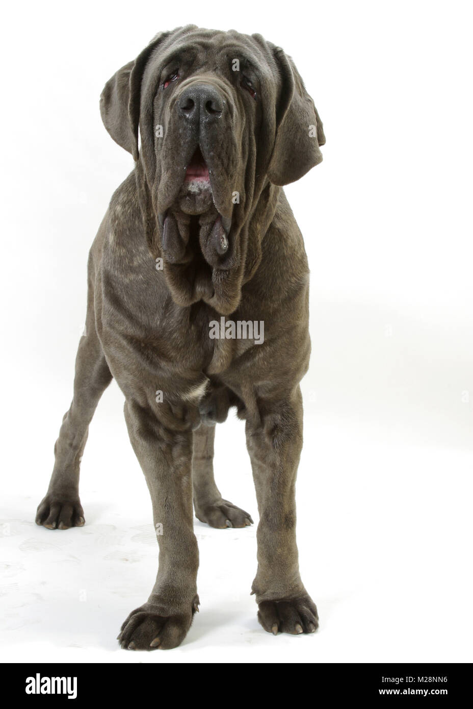 1,425 Mastino Napoletano Images, Stock Photos, 3D objects, & Vectors