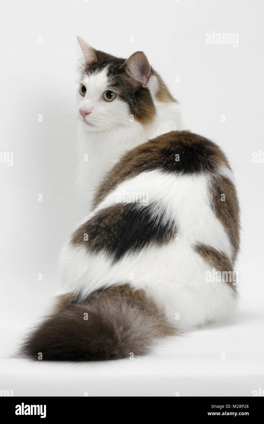 Maine Coon sitting down, Brown Mackerel Tabby White Stock Photo Alamy