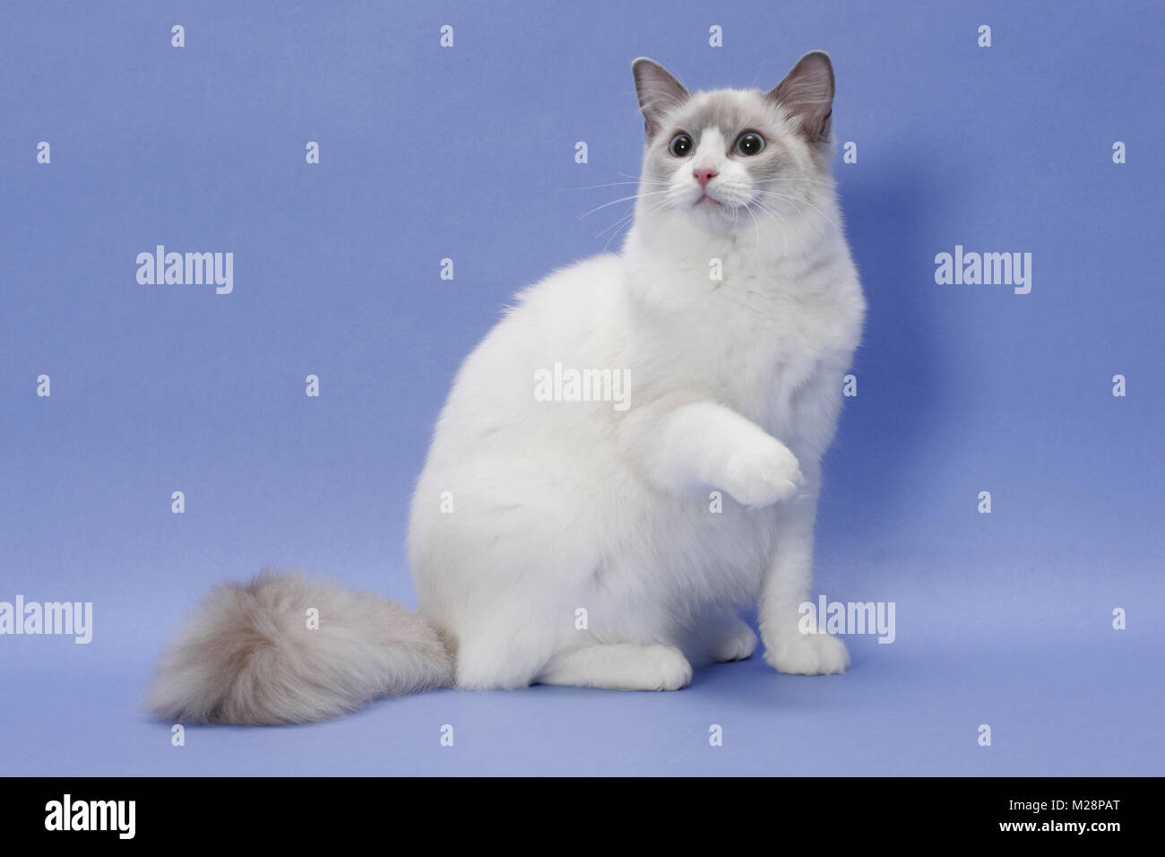 blue point Ragdoll Stock Photo Alamy