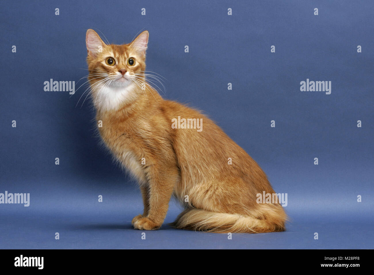 Blue Somali Cat High Resolution Stock Photography And Images Alamy Blue Somali Cat High Resolution Stock Photography And Images Alamy
