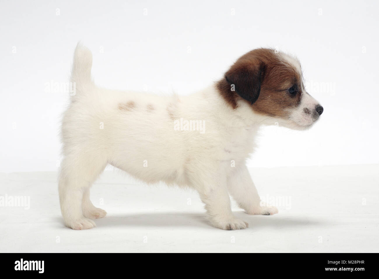 rough coated Jack Russell puppy, posed Stock Photo Alamy