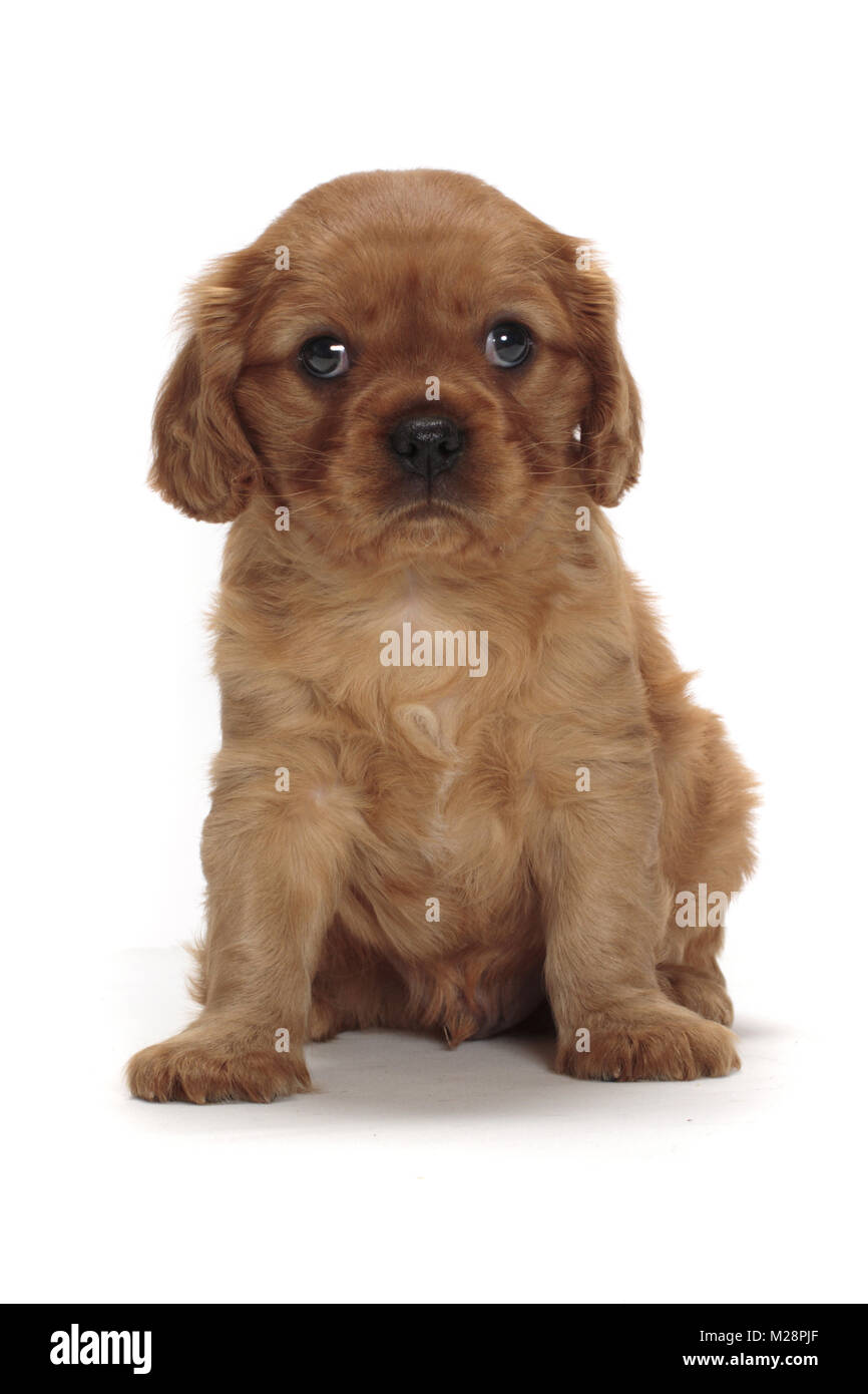 ruby Cavalier King Charles puppy Stock Photo Alamy