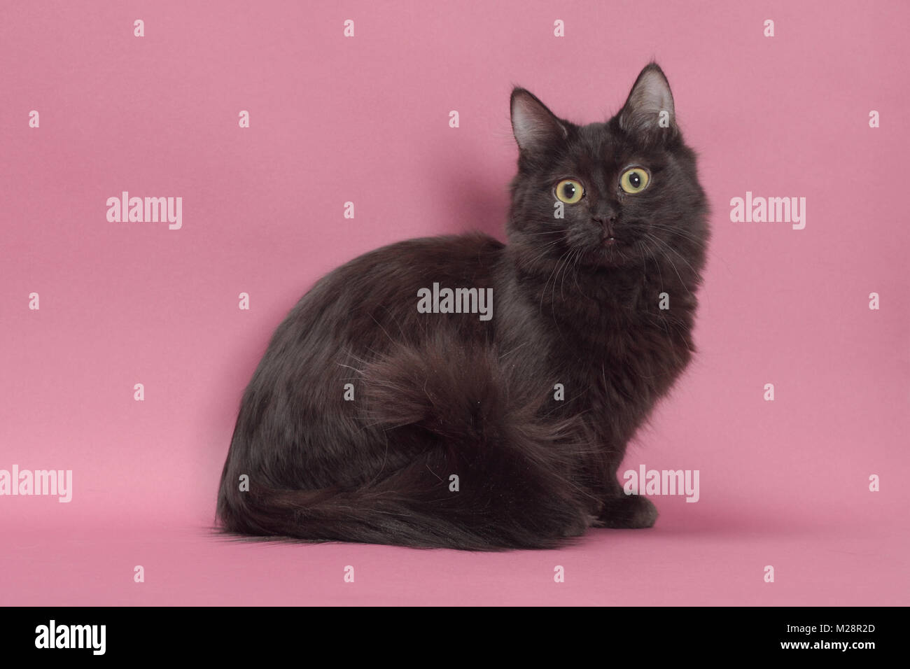 Black Longhair Munchkin Sitting In Studio Stock Photo 173526709