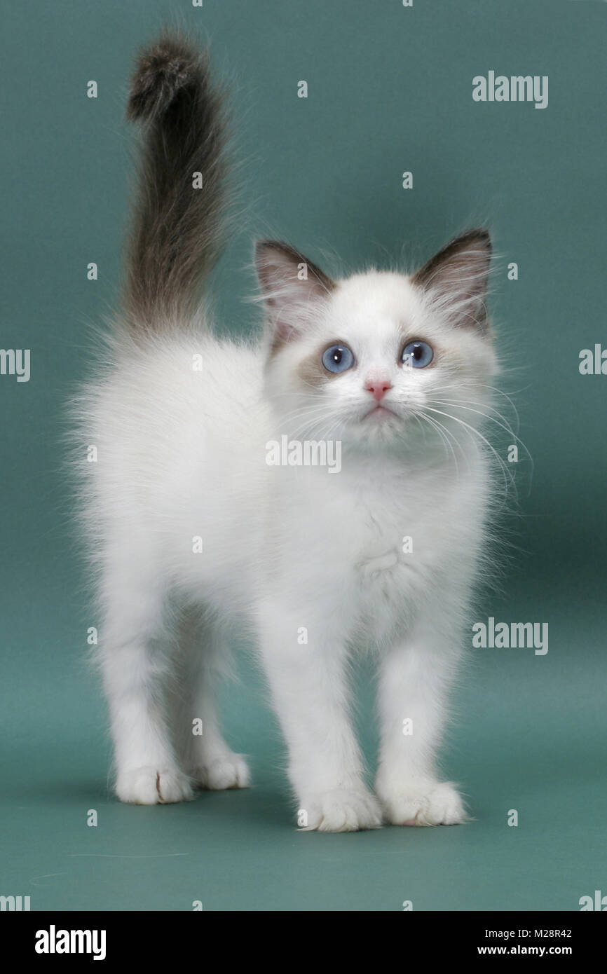 lynx ragdoll kitten