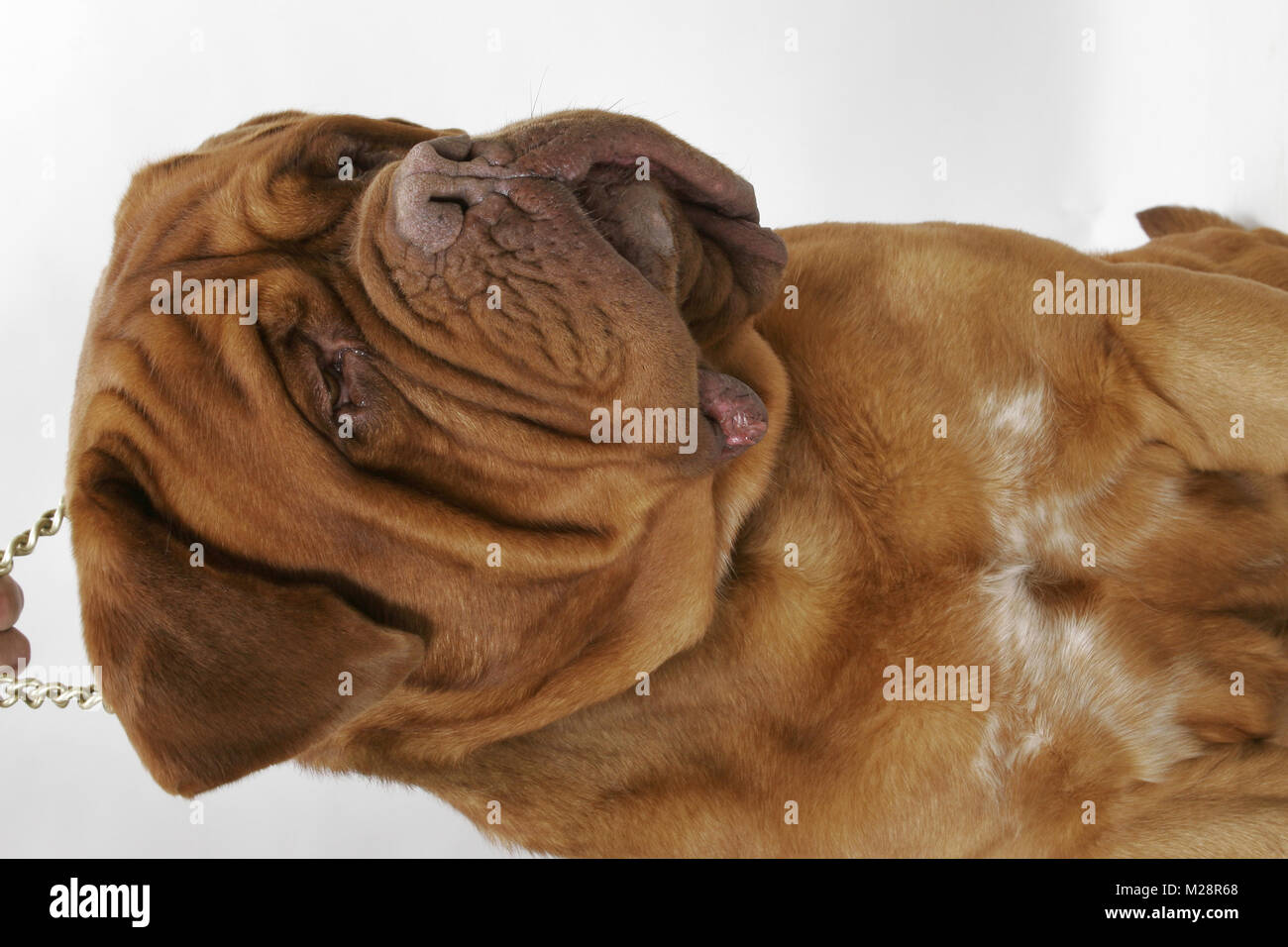 International Champion Dogue de Bordeaux (Grand Rouge Luccianob by Red  Rhino) frowning Stock Photo - Alamy