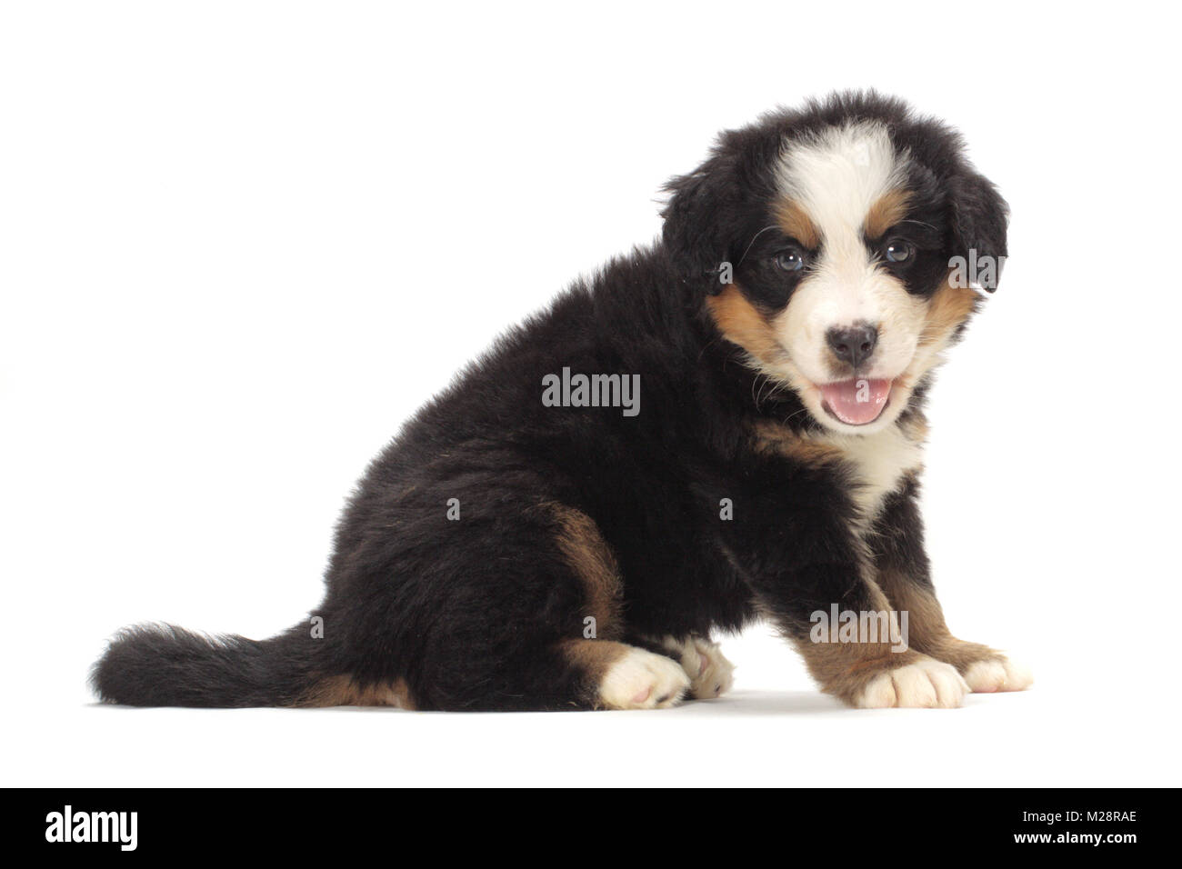 bernese Mountain dog puppy sitting on white background Stock Photo - Alamy