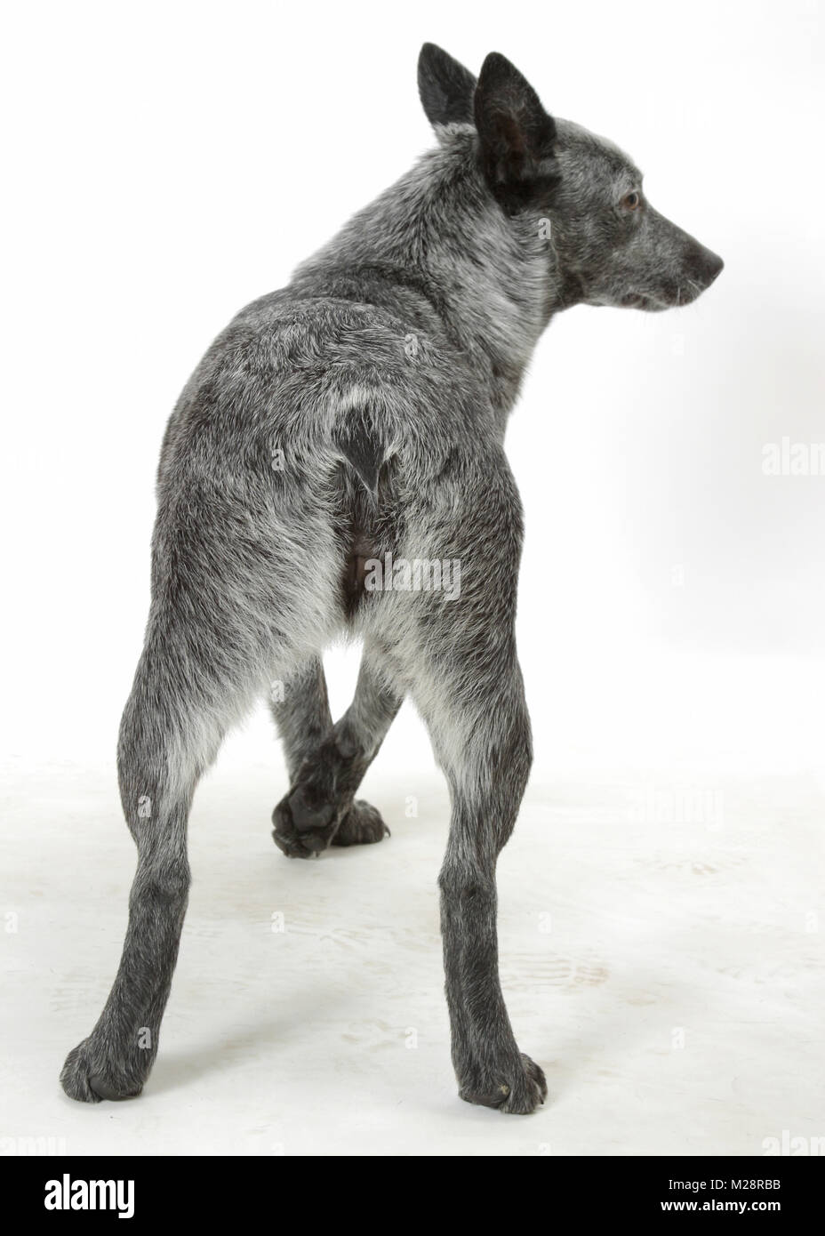 Australian stumpy tail cattle dog back view on white background Stock