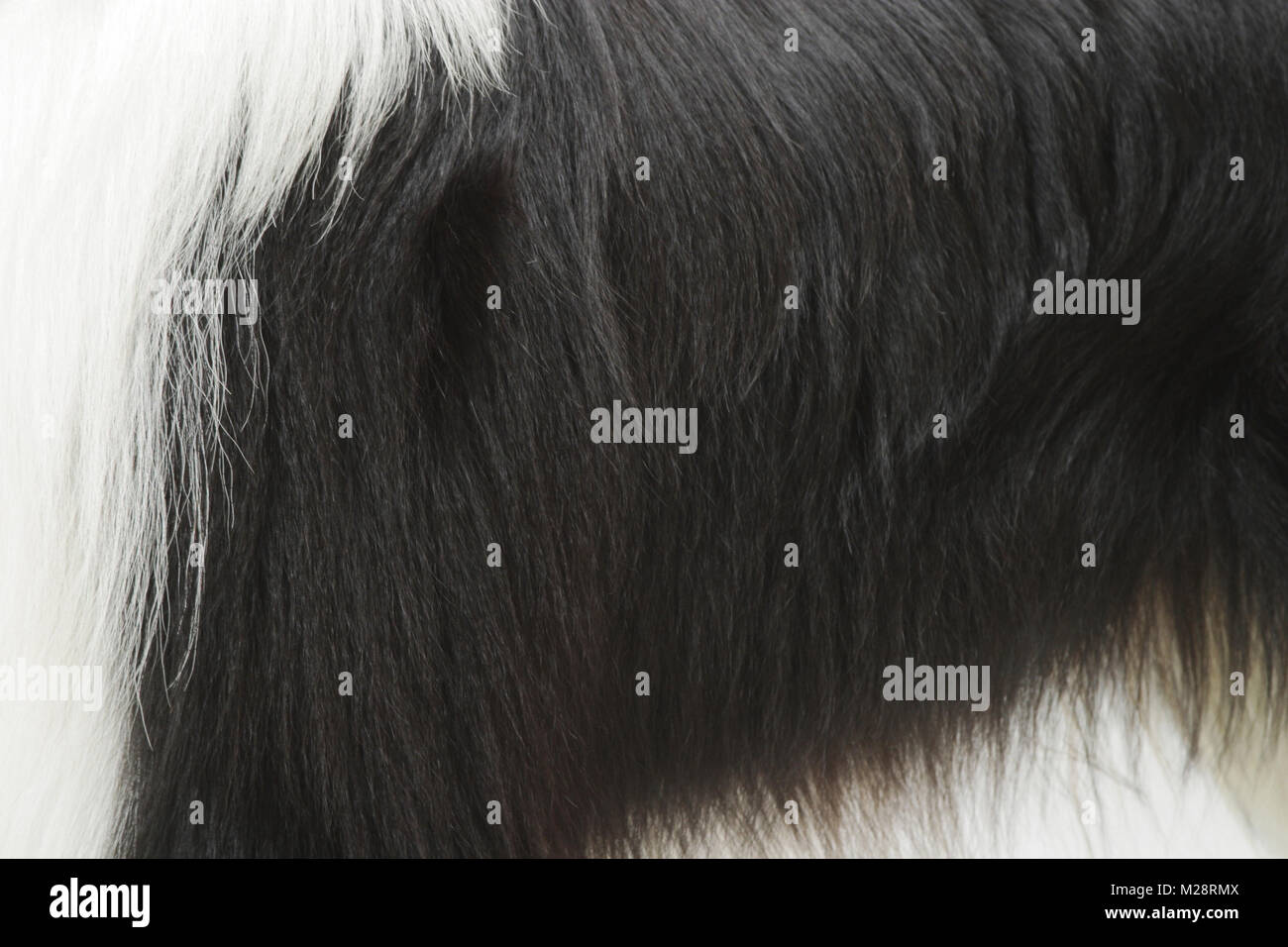 coat detail of Border Collie coat Stock Photo Alamy