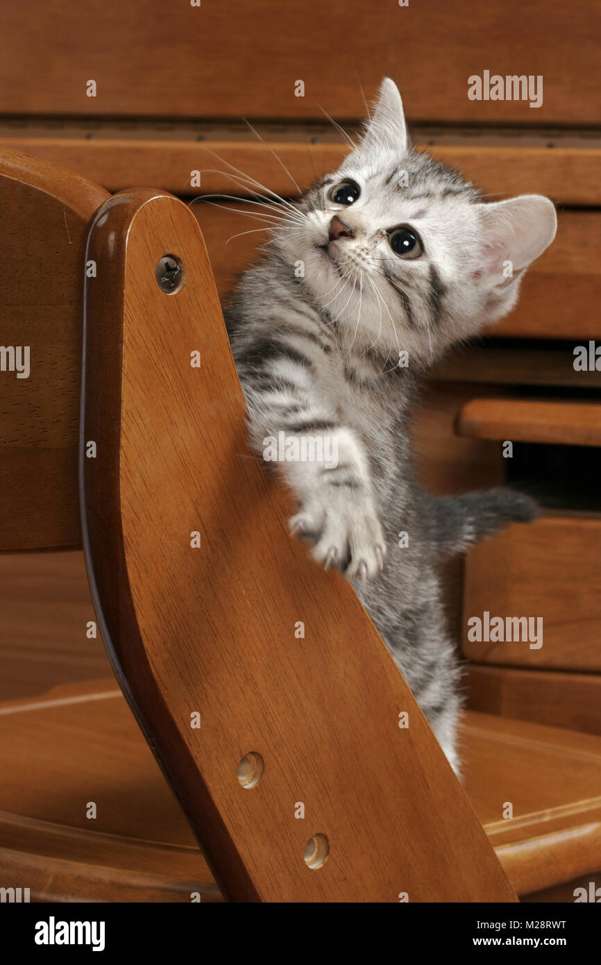 Silver Classic Tabby American Shorthair kitten on a chair, looking up Stock Photo Alamy