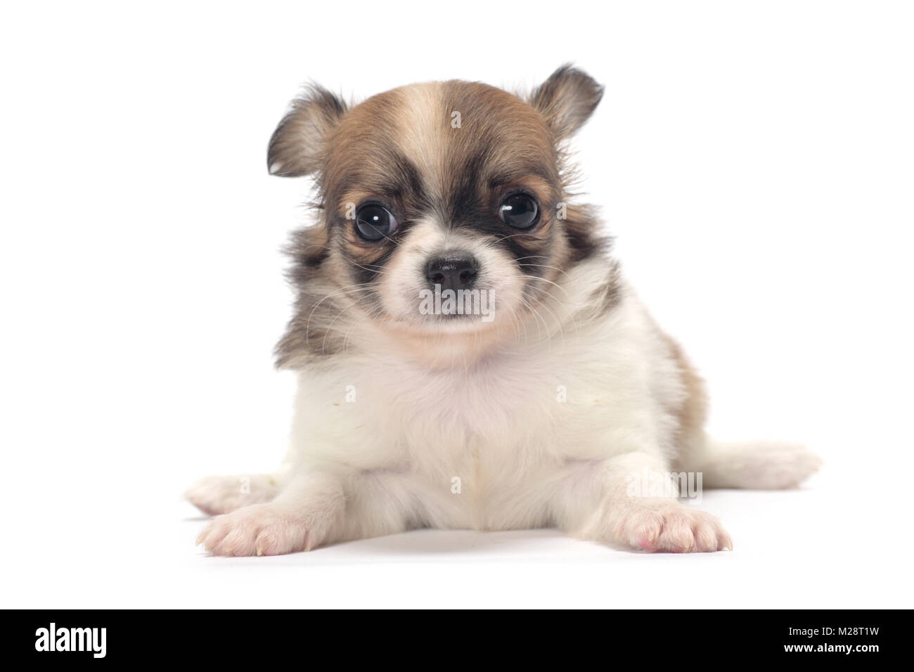 Cute Longhaired Chihuahua Puppy On White Background Stock Photo
