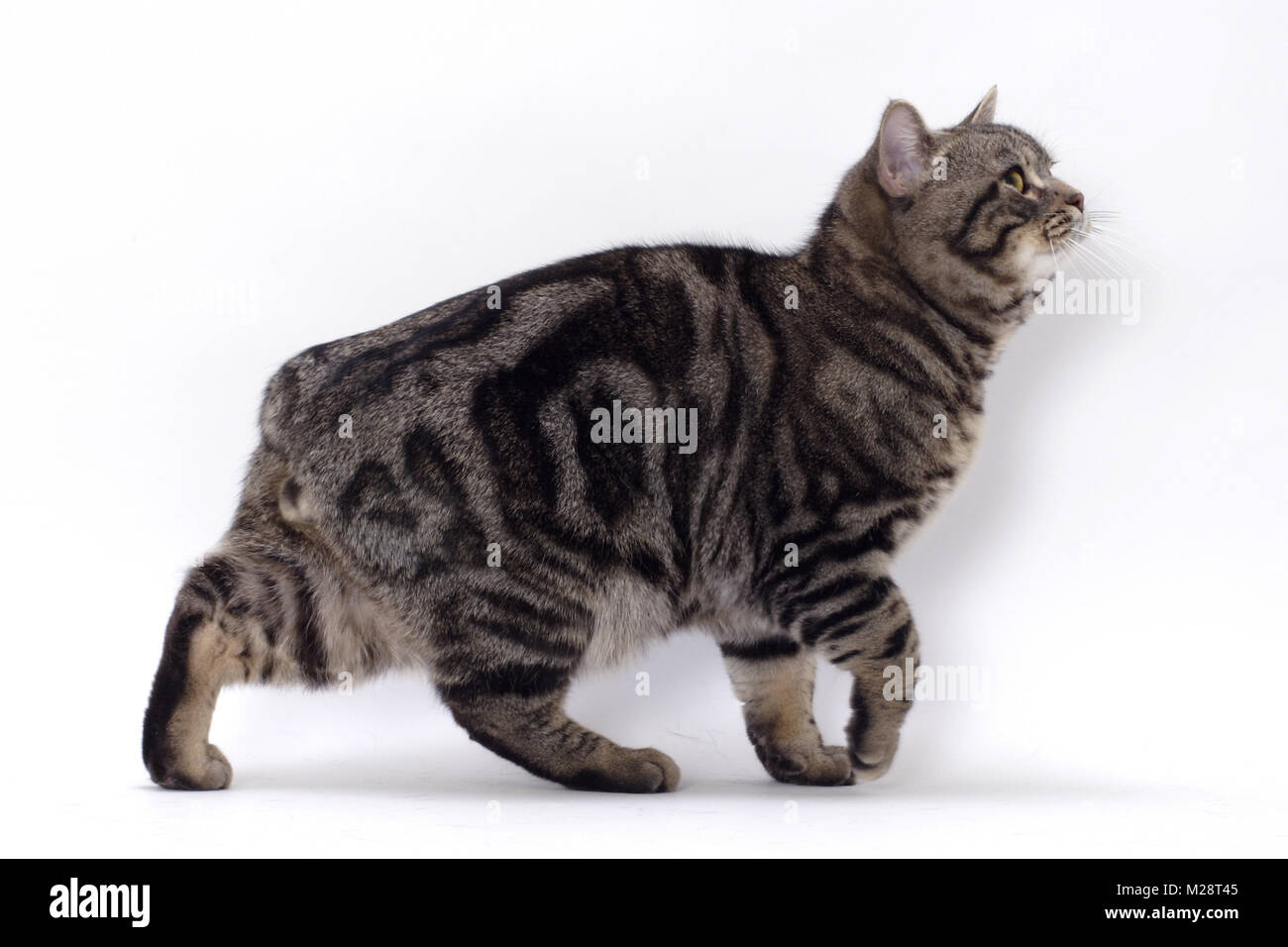 Brown Classic Tabby Manx cat, side view Stock Photo - Alamy