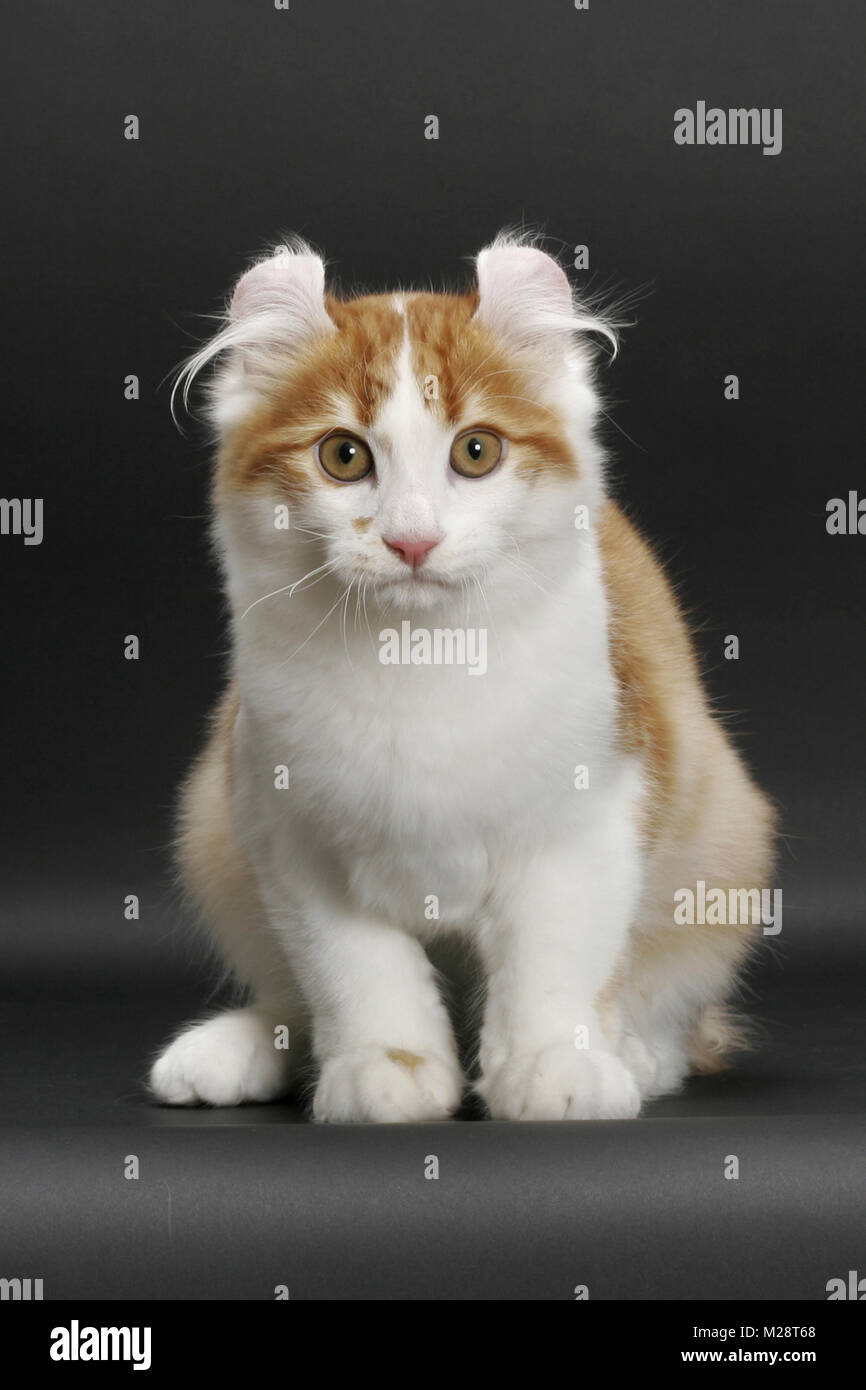 Black tabby mackerel white hires stock photography and images Alamy